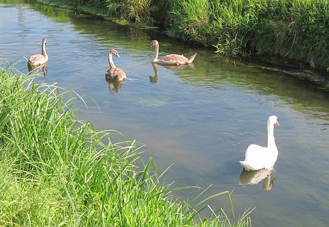 A privi în natură